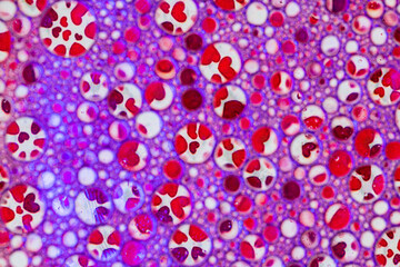 beautiful and bright macro backgrounds