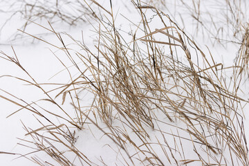 The dry grass was covered with snow. Layout for design