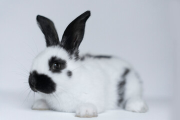 Front view of a cute white rabbit on a white background.