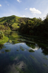 Fototapeta na wymiar New Zealand - Blue Springs