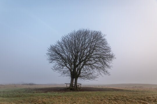 Two large bare trees, lonely in the foggy dune area of Berkheide in Wassenaar, part of the Hollandse Duinen National Park in the Netherlands.