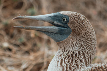 Profile portrait of a blue-footed booby with open beak