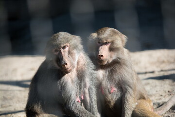 Monkey. The wild nature.
