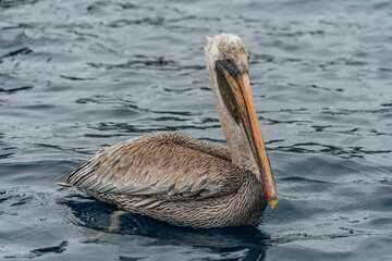Portrait of a pelican swimming calmly on the surface of the sea