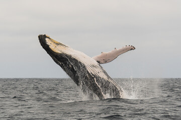 Fototapeta premium Humpback whale in the air jumping in the pacific ocean 