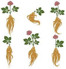 Red ginseng set. Collection icon red ginseng. Vector