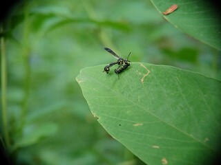 dragonfly on a leaf