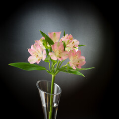 Nature morte avec un freesia dans un vase en verre sur fond noir
