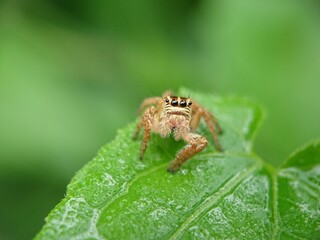 fly on leaf