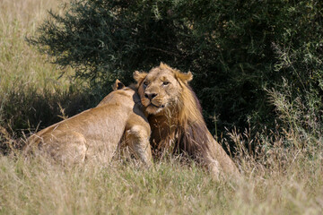 Loving Lions in the Pilanesberg National Park