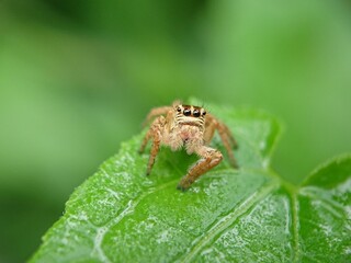 spider on a leaf