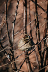 Sparrow bird