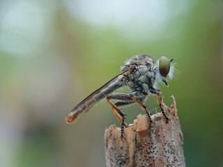 close up of a dragonfly