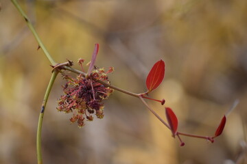 flores do Cerrado brasileiro