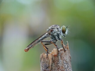 dragonfly on a leaf