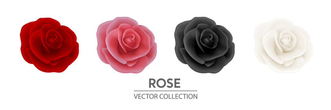 Vector 3d Realistic Flower Rose Icon Set Closeup Isolated on White. Red, Pink, Black, White Rose Buds. Decorative Roses Collection. Design Template of Rose Flower, Clipart