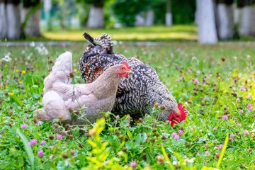 Raamstickers Gray spotted rooster and chickens in the garden of the farm on the grass looking for food © Volodymyr