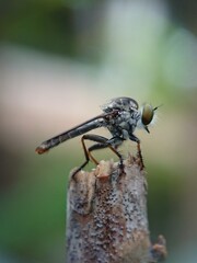 fly on leaf