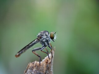 fly on leaf