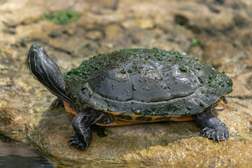 The chicken turtle (Deirochelys reticularia)