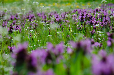 Obraz premium Spring purple flowers in green meadow sway with the wind. Spring background concept. Violet wildflowers swaying in wind. Windy sunny warm day on flower lawn.