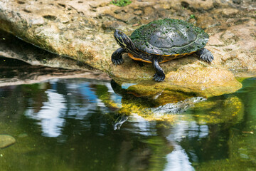 Obraz premium The chicken turtle (Deirochelys reticularia)