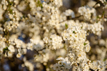 White blooming cherry blossoms. Spring concept. Selective focus cherry flowers against background of blurry flowering branches.