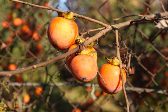 「マメガキ」の画像 895 件の Stock 写真、ベクターおよびビデオ Adobe Stock