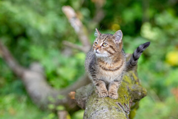 Naklejka na ściany i meble A small striped kitten sits on a tree branch