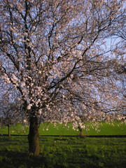 inizio primavera_04