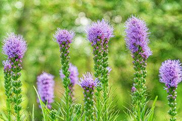 floral background of blooming liatris flowers in a garden close up