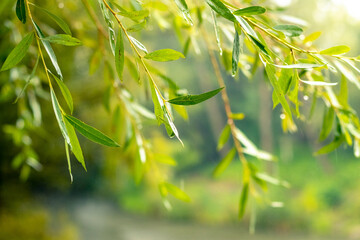 Hanging willow branches with fresh green leaves on a sunny day