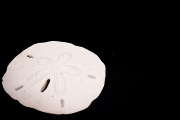 Sand dollar on black
