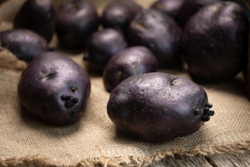 Raw violet vitelotte potatoes on wooden boards and burlap cloth