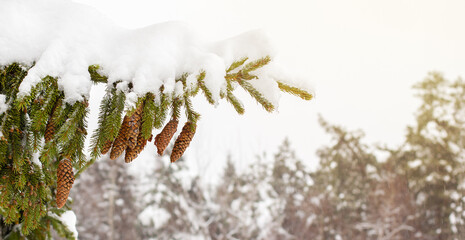 Snow covered branches with cones.