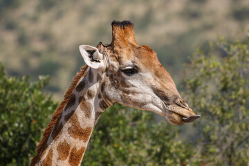 Giraffe, Pilanesberg National Park