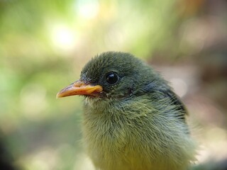 close up of a bird