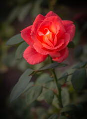 Close up scarlet rose in the garden, natural setting, nature beauty