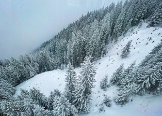 Winterwald von oben