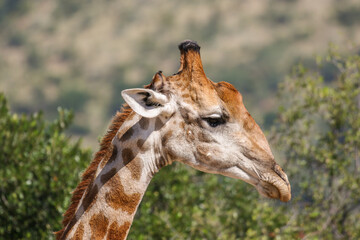 Naklejka na ściany i meble Giraffe, Pilanesberg National Park