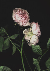 Wilted beautiful roses underwater art illustration. Love couple rose. Night flowers close up...