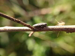 lizard on a tree