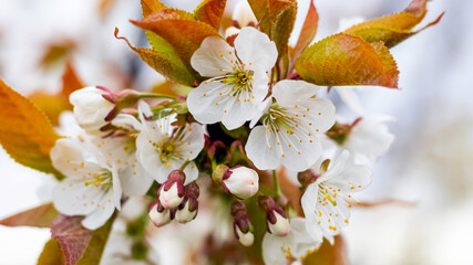 Sweet cherry branch with white flowers and young fresh leaves on a light background