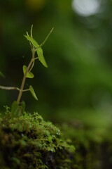 green moss on the stone