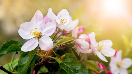 Apple tree flowers close up on blurred background in sunny weather