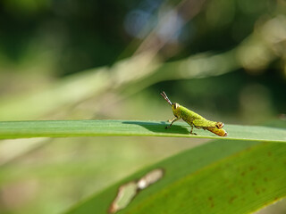grasshopper on a leaf