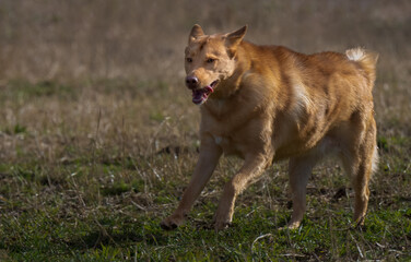 2022-02-02 A LARGE LIGHT BROWN SHEPARD DOG RUNNING IN A OPEN FIELD AT THE MARYMOOR DOG PARK IN...
