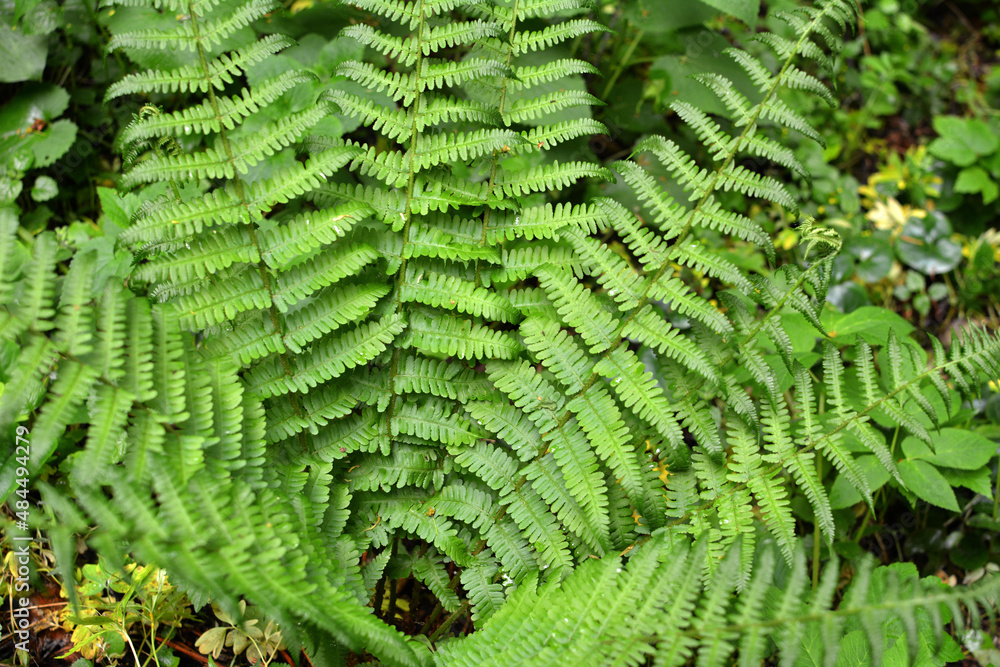 Poster fern (dryopteris filix-mas) grows in the forest