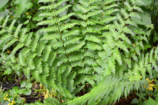 Fern (Dryopteris filix-mas) grows in the forest