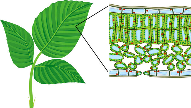 Sectional diagram of plant leaf microscopic structure. Cross-section through a leaf
